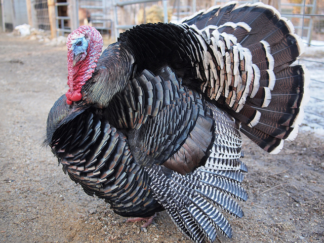 Very Large Turkey by rickpilot_2000 on Flickr (CC-BY-SA)