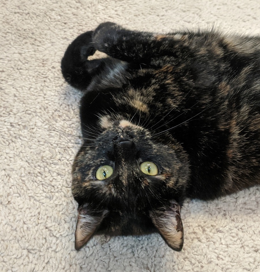 Hecate the tortoiseshell cat lying on the floor, looking at the camera, upside-down